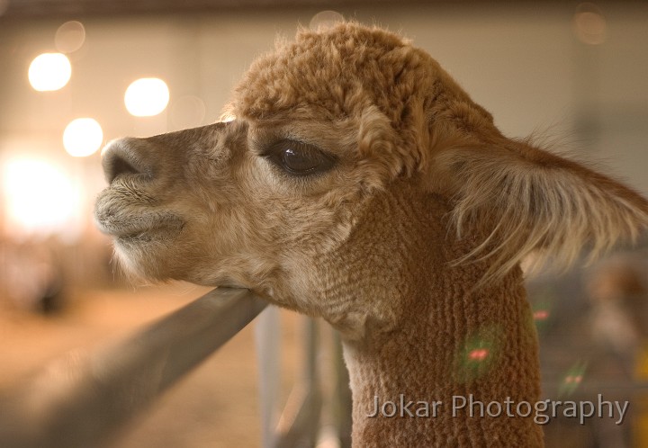 Alpacas 0049-2.jpg - Young alpaca at the show (wanting to go home), Canberra ACT